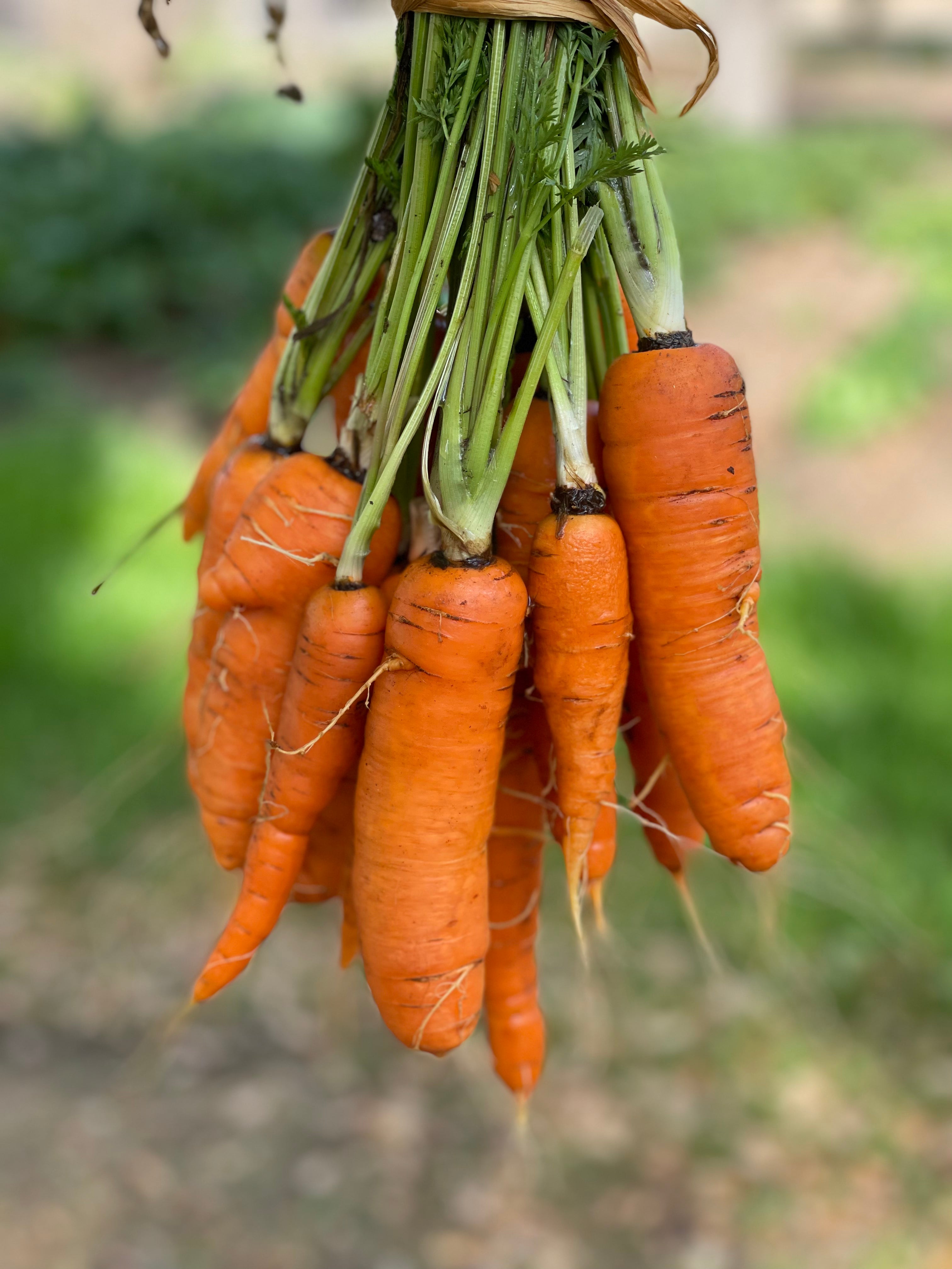 Carrots - La Gorra Azul Ranch